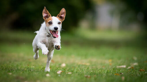  Koira juoksee vihreällä kentällä