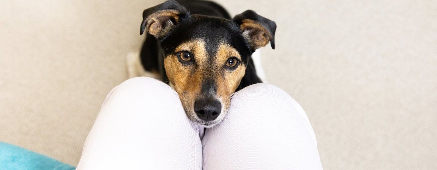 Jack Russell Terrier pää omistajan sylissä.