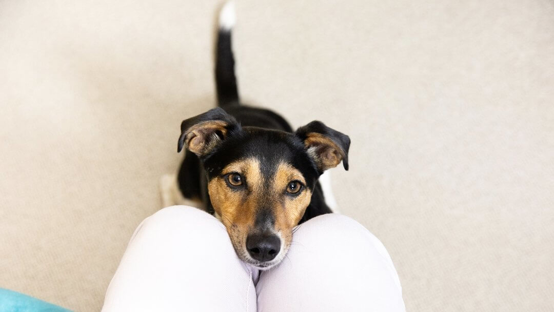 Jack Russell Terrier pää omistajan sylissä.