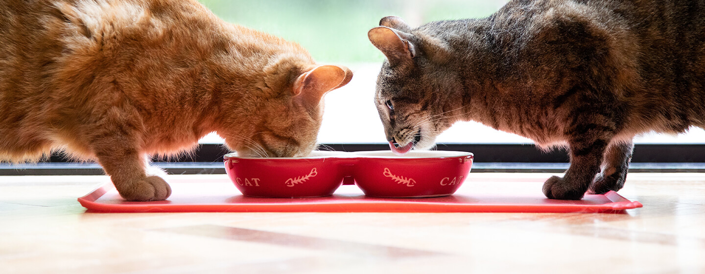 Kaksi kissaa syö punaisesta kulhosta