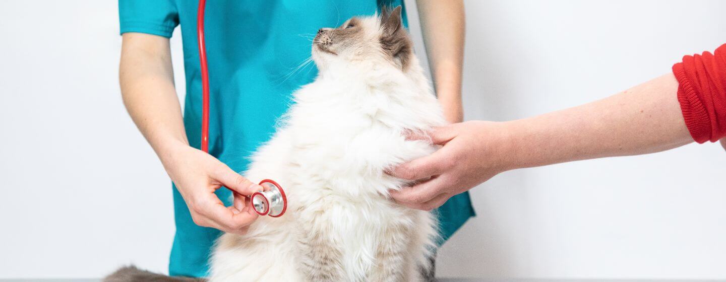 Pörröinen kissa eläinlääkärin tarkastuksessa.