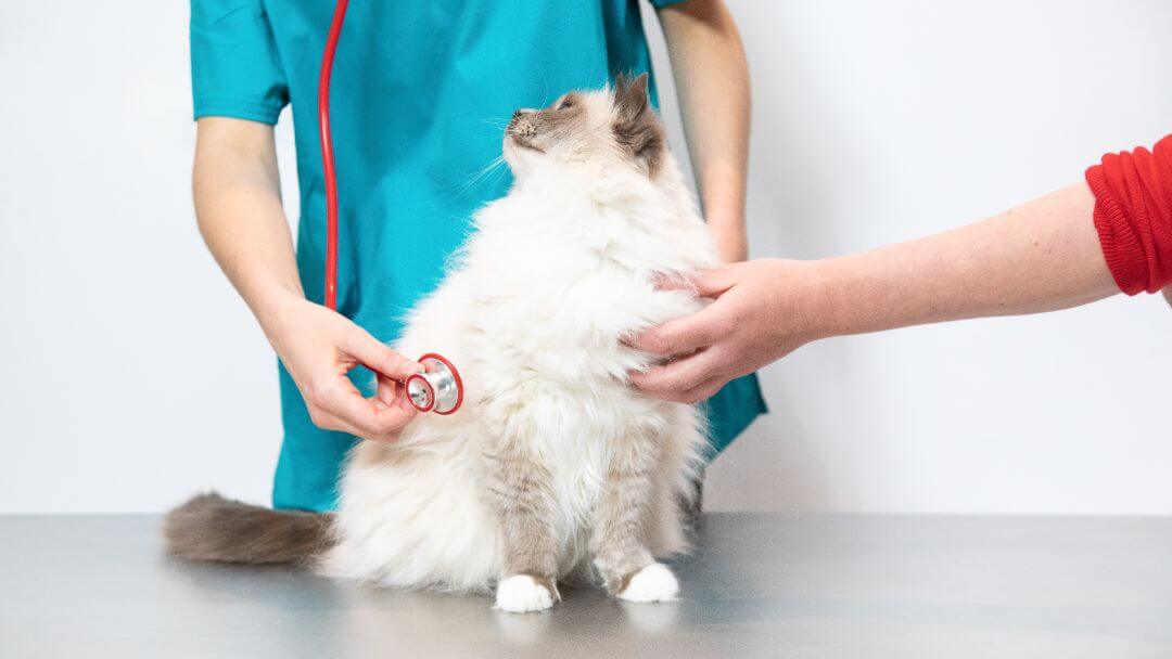 Pörröinen kissa eläinlääkärin tarkastuksessa.