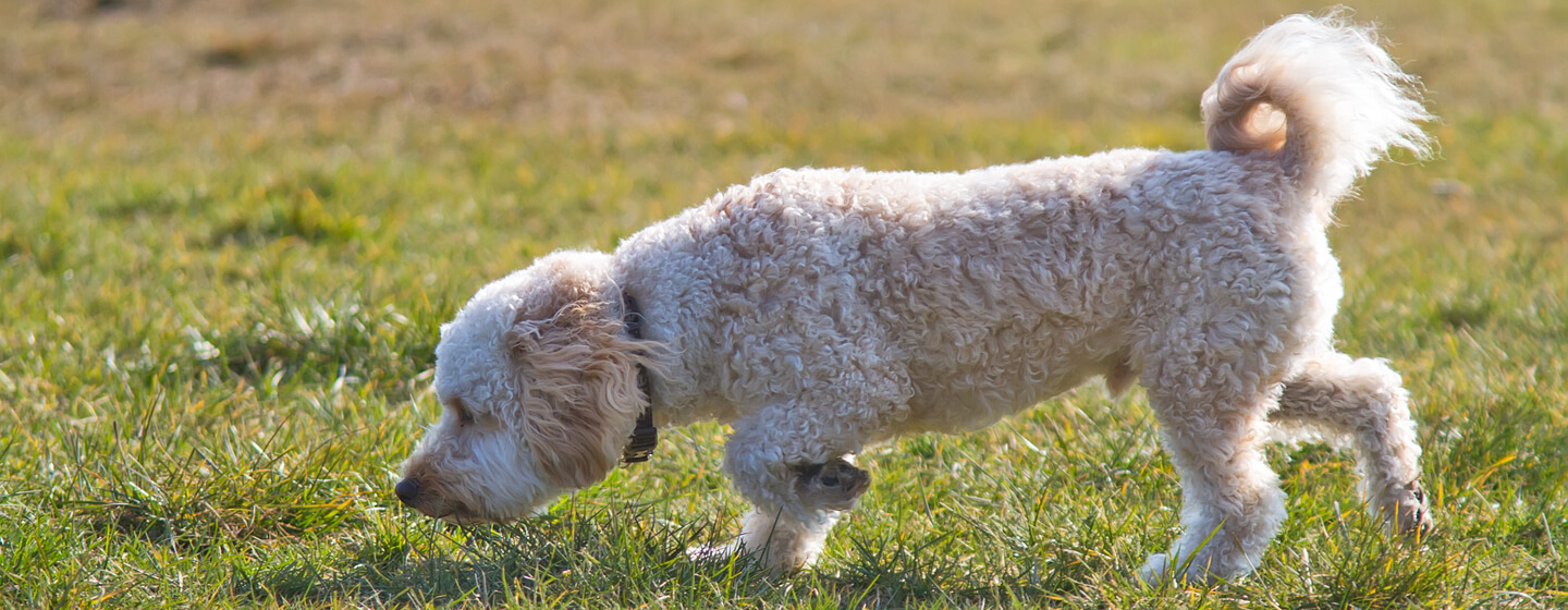Kultainen turkkinen koira haistelee ruohoa