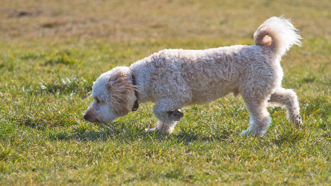 Kultainen turkkinen koira haistelee ruohoa
