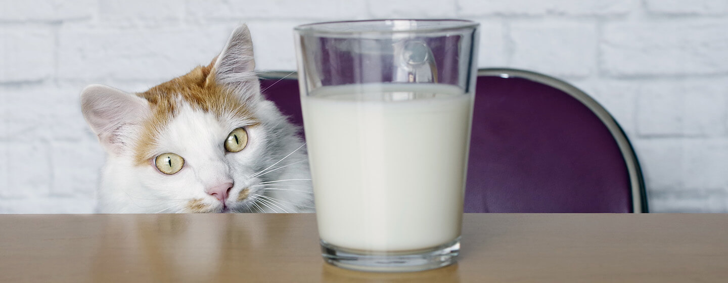 kissa katsoo maitoa