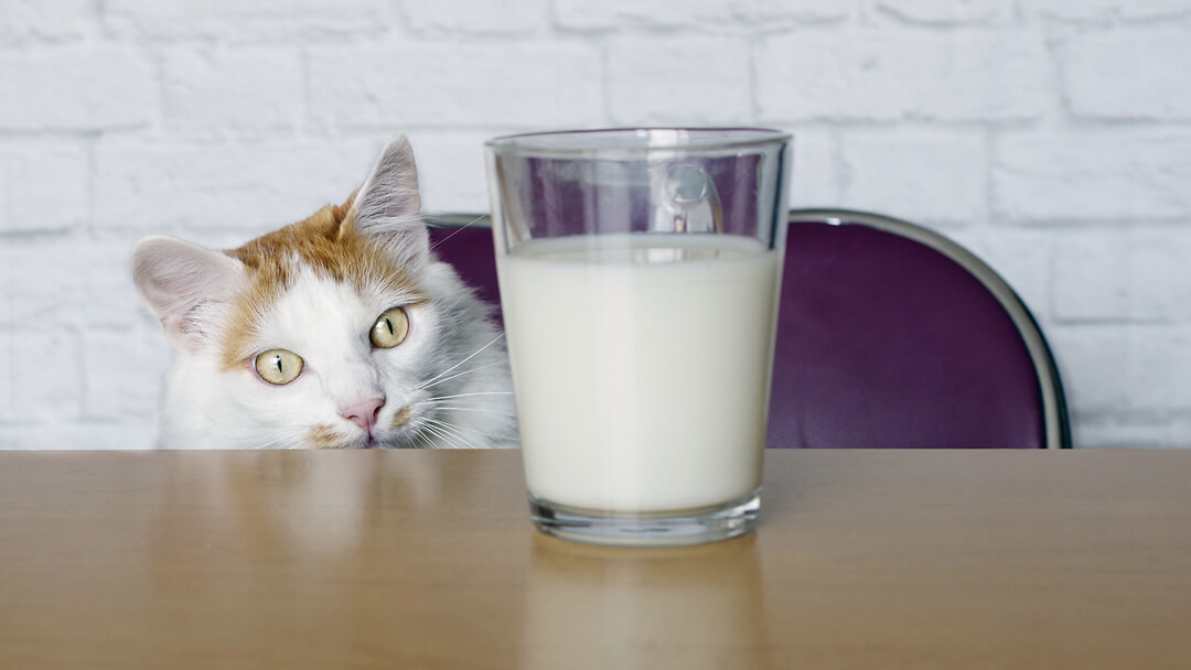 kissa katsoo maitoa