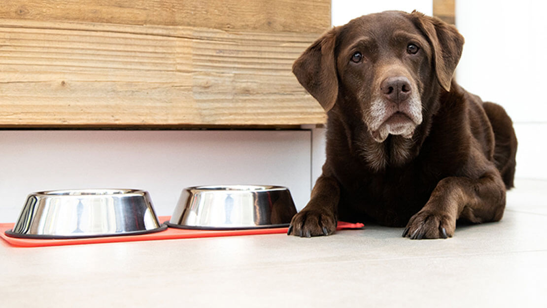 seniori-ikäinen labradorinnoutaja makaa ruokakipon vieressä