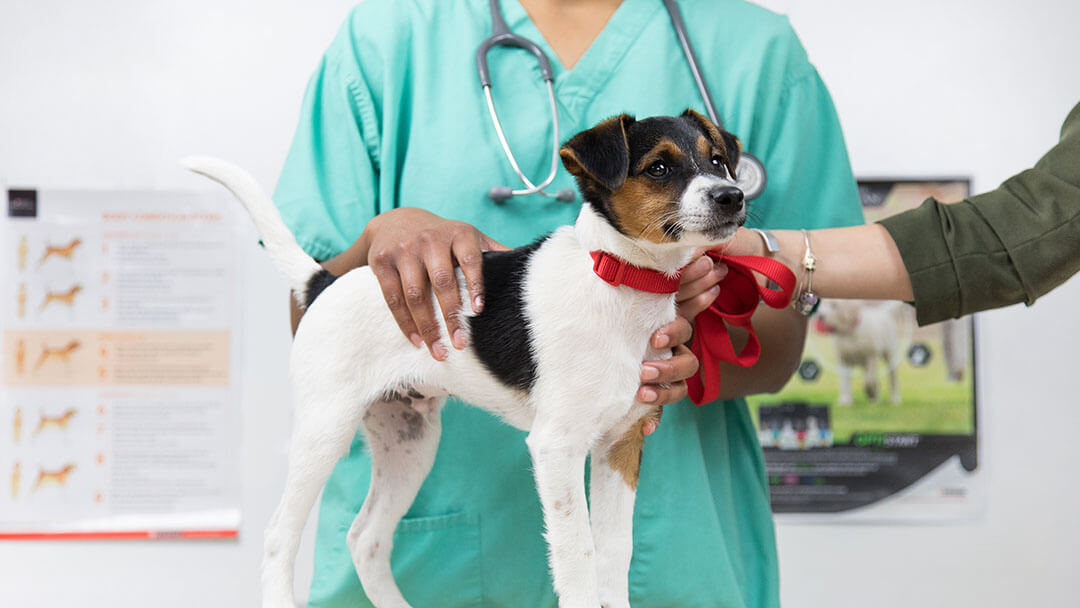 Koira tutkitaan eläinlääkärissä