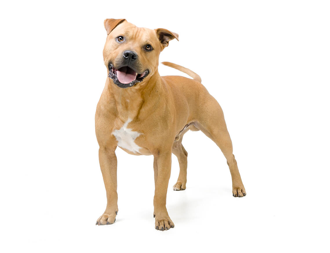 Staffordshirenbullterrier