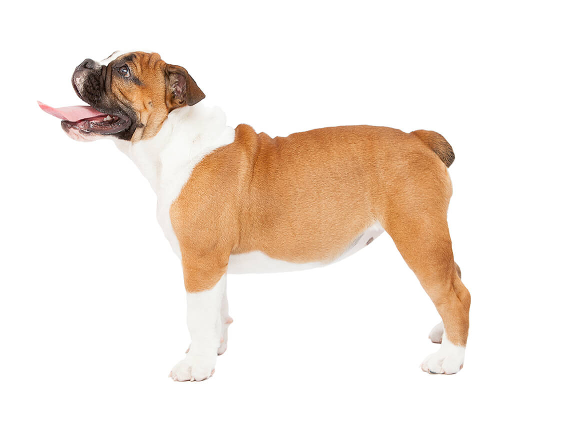 Englanninbulldoggi