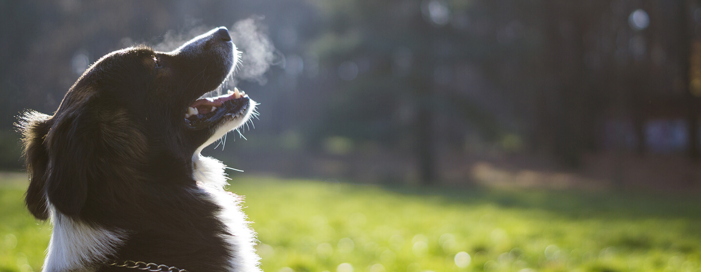 koira hengittää ulos kylmässä ilmassa