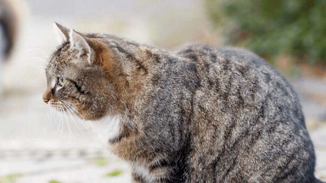 Kissa tuhoisat käytösongelmat ja -häiriöt | Purina