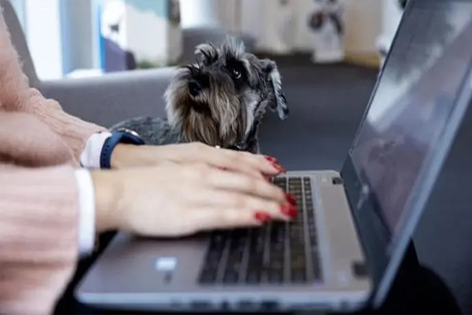 dog-with-laptop