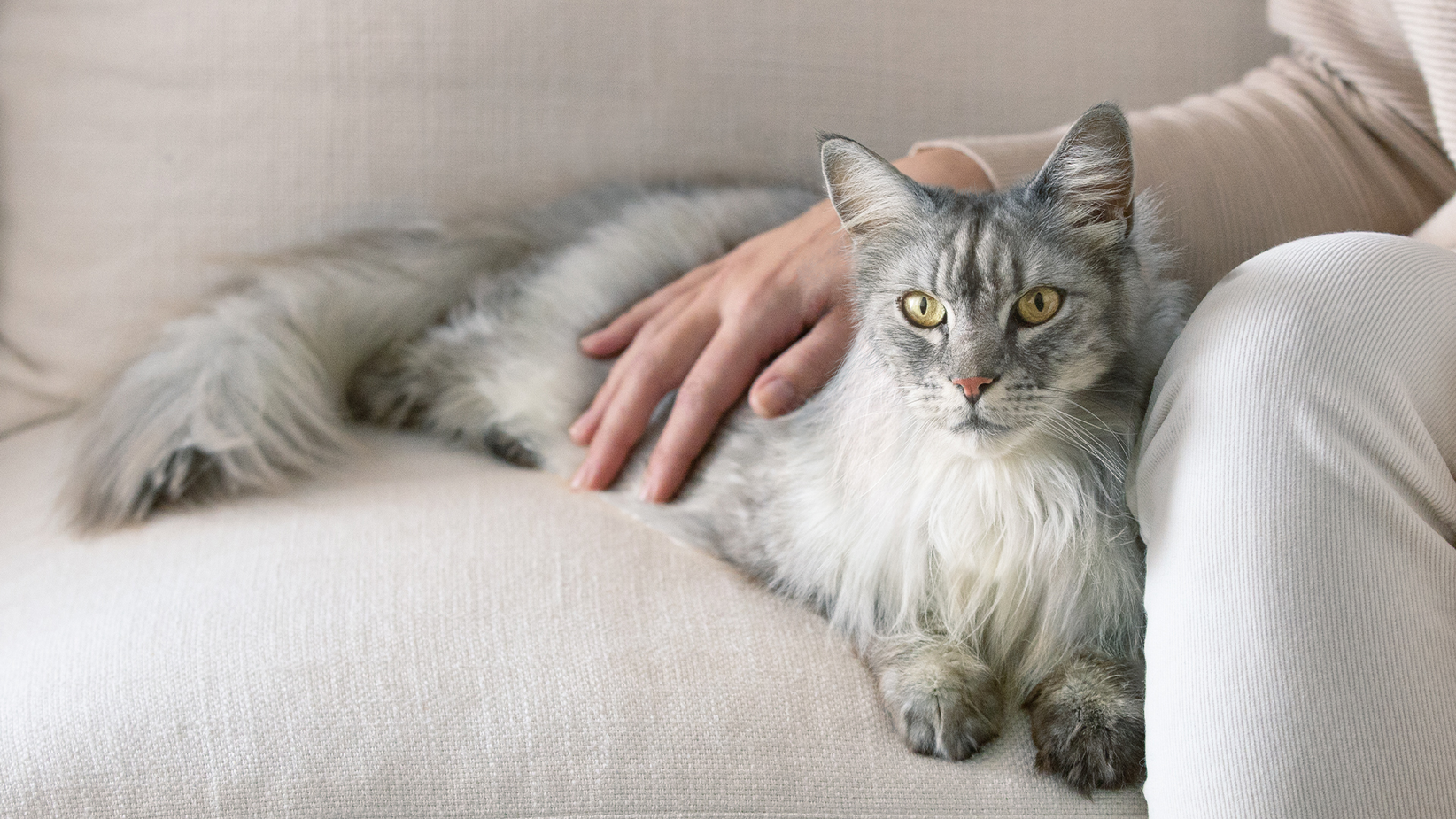 Pitkäkarvainen harmaa kissa makaa sohvalla omistajan käsi selällään.