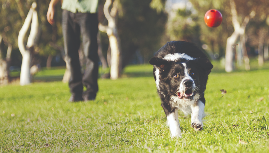 Bordercollie jahtaa punaista palloa nurmikolla