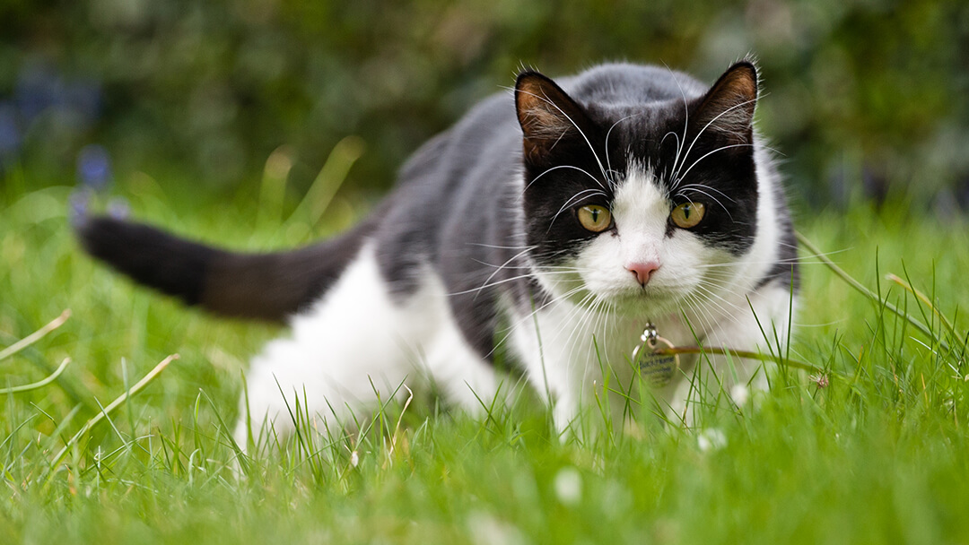 Kissa metsästää nurmikolla