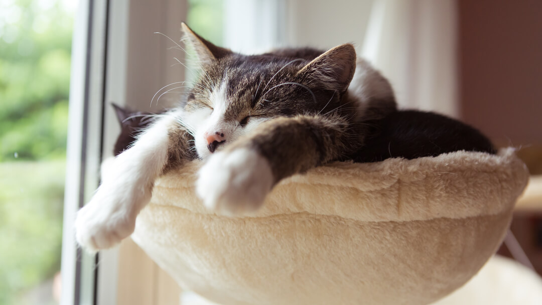 Voivatko kissat nähdä unia ja painajaisia?