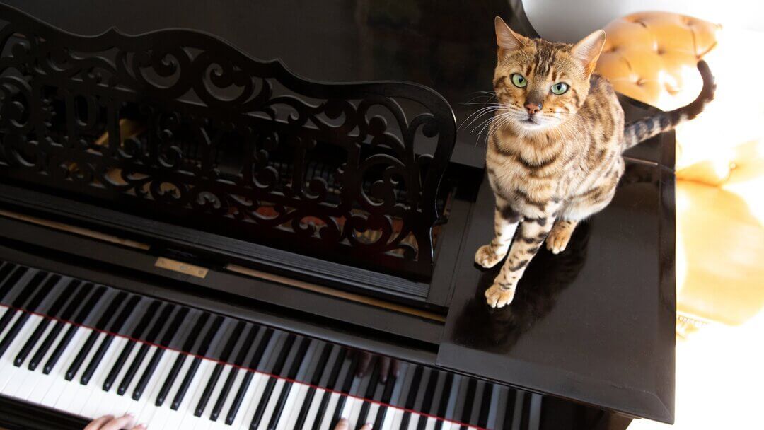 Pitävätkö kissat musiikista?