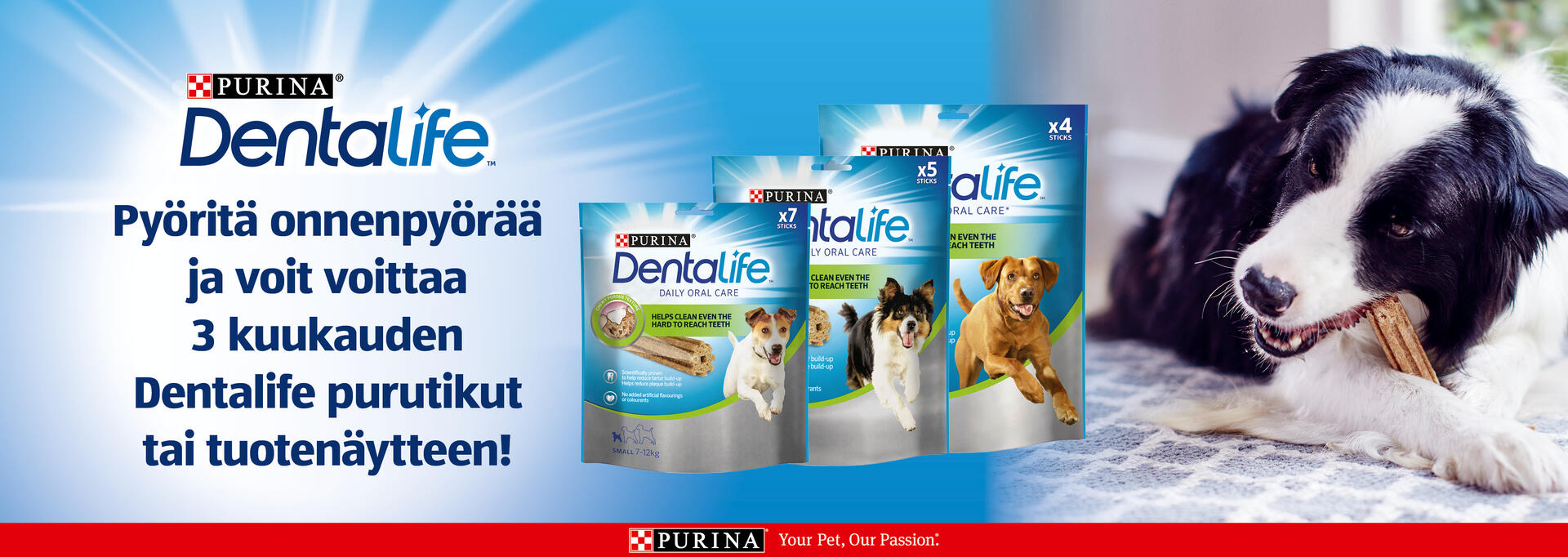 Dentalife banner