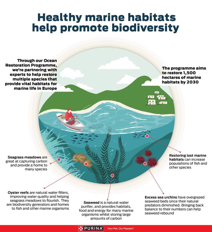 An image showing various elements inside a marine habitat and their characteristics
