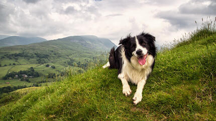 Bordercollie istuu vuoren huipulla kieli ulkona.