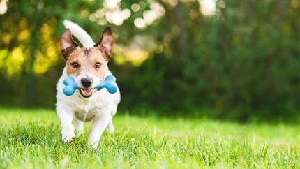 Ruskeavalkoinen jackrussellinterrieri juoksee kohti kameraa sinisen lelun kanssa.