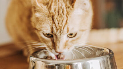 Inkivääri kissa syö kulhosta