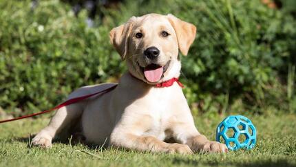 labradori makaa nurmikolla hihnassa