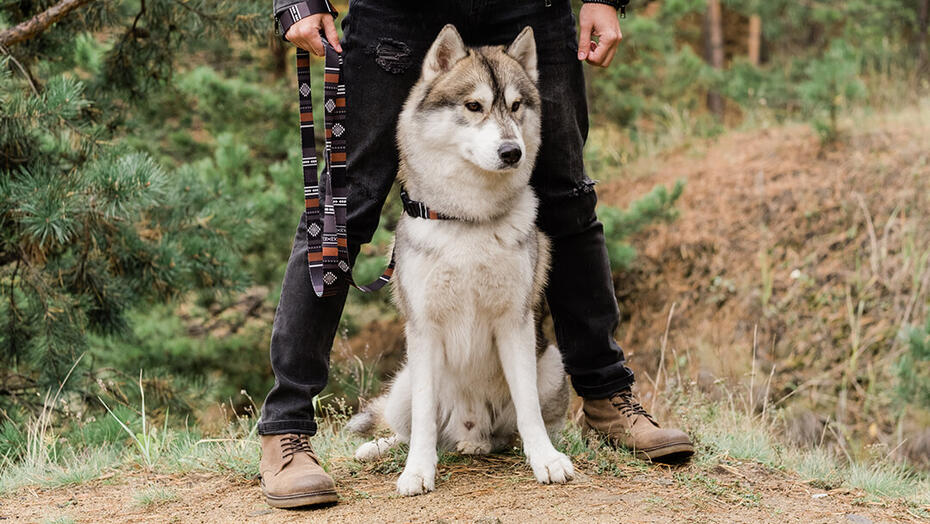 Koira seisoo omistajan kanssa metsässä