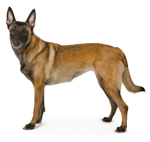 Belgianpaimenkoira Malinois