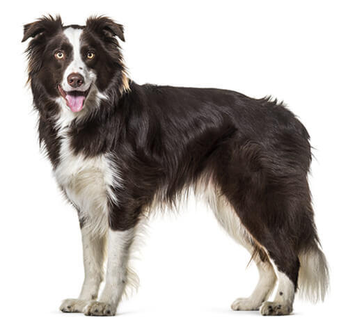 Bordercollie