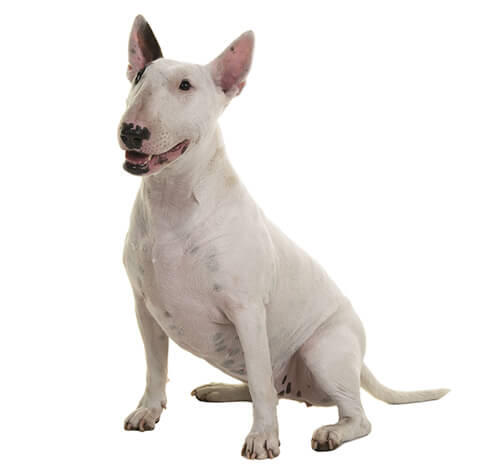 Bullterrieri
