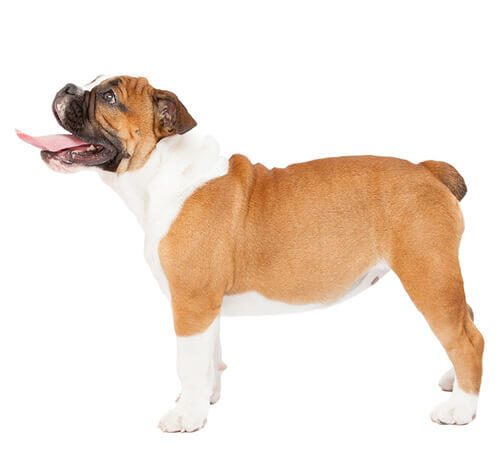 Englanninbulldoggi