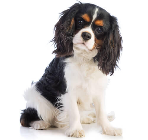 Cavalier kingcharlesinspanieli