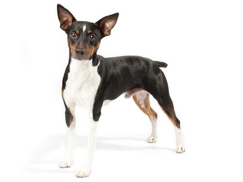Rat Terrier
