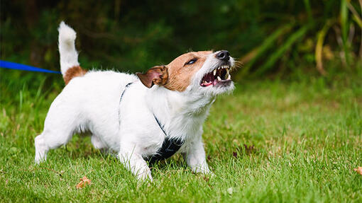 Jack Russell aggressiivinen murina