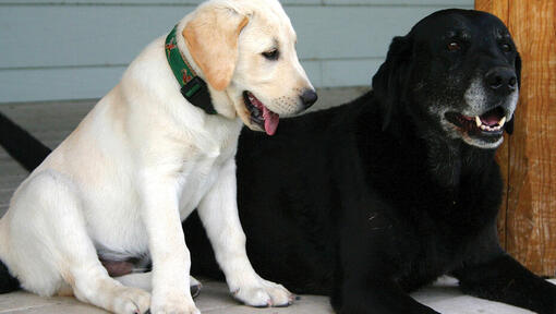 Yksi kultainen labradorinnoutaja pentu ja yksi vanhempi musta labradorinnoutaja makaavat vierekkäin.