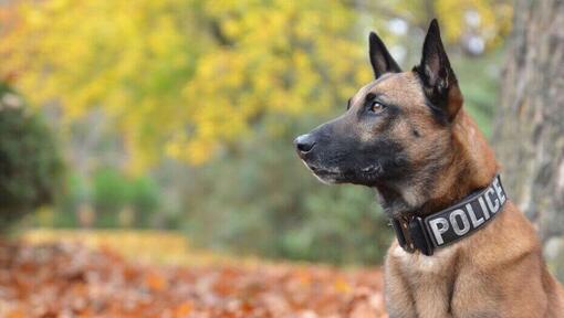 Dobermanni poliisin kaulapannalla.