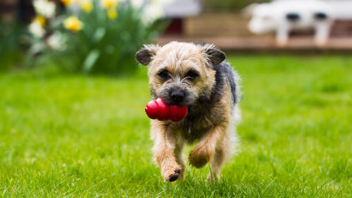 Ruskea ja musta koiranpentu juoksee ruohon läpi punainen lelu suussa.