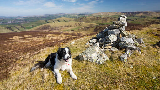 Bordercollie
