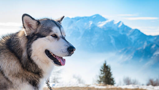 Alaskanmalamuutti Alaskan vuoriston taustalla.