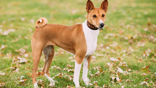 Ruskea basenji seisoo ruohikolla.