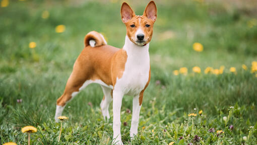 Ruskea basenji seisoo ruohikolla.