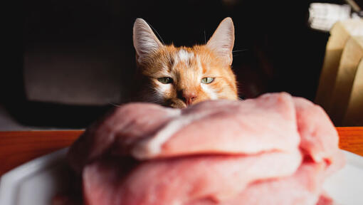 Kissa tuijottaa raakaa lihaa