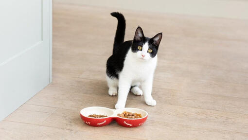 Musta ja valkoinen kissa ja kulhot kissanruokaa