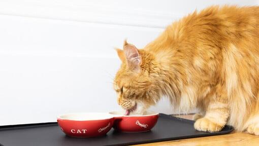 Inkivääri pörröinen kissa syöminen kulhosta