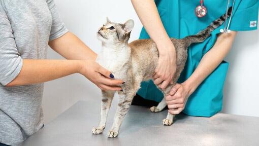 Eläinlääkäri tutkii kissaa