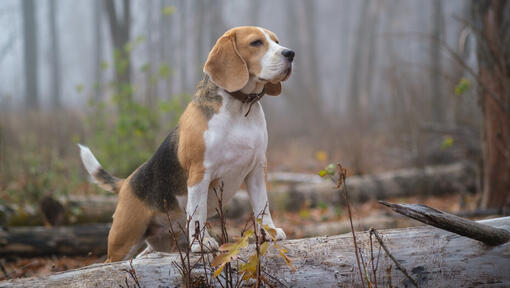 Beagle metsässä