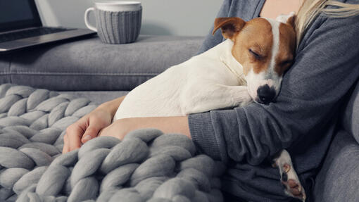 Jack russellin pentu nukkuu omistajan sylissä.