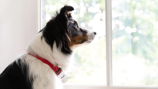 Koira, jolla on punainen kaulus ja joka katsoo ulos ikkunasta